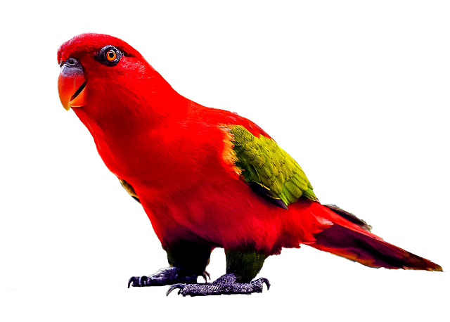 Rood is het nieuwe groen